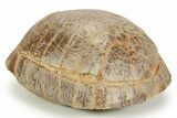 Colorful Inflated Fossil Tortoise (Stylemys) - South Dakota #373008-2